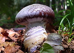 Schleiereule