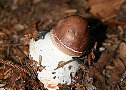Schleiereule