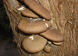 Austernseitling