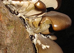 Austernseitling