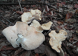 Semmelstoppelpilz