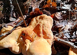 Semmelstoppelpilz