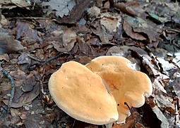 Semmelstoppelpilz