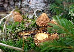 Sparriger Schüppling