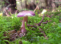 Stachelbeertäubling