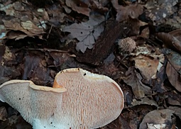 Semmelstoppelpilz