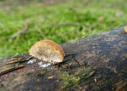 Polsterpilz