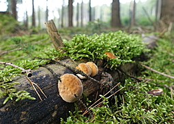 Polsterpilz