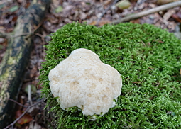 Polsterpilz