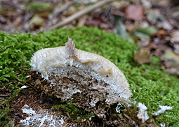 Polsterpilz