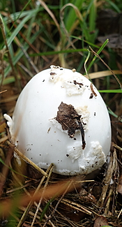 Weißer Knollenblätterpilz