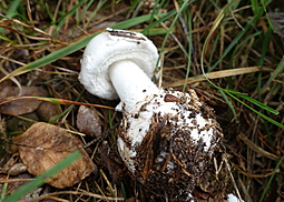 Weißer Knollenblätterpilz