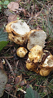 Rötlicher Wurzeltrüffel
