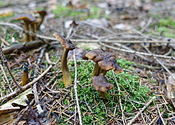 Trompeten-Pfifferling
