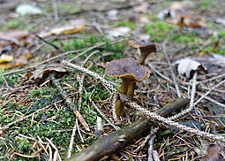 Trompeten-Pfifferling