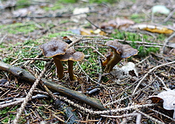 Trompeten-Pfifferling
