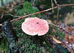 Blutroter Röhrling