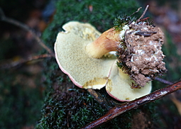 Blutroter Röhrling