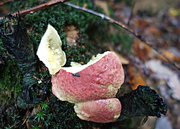 Blutroter Röhrling