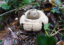 Halskrausenerdstern