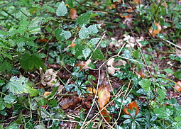 Halskrausenerdstern