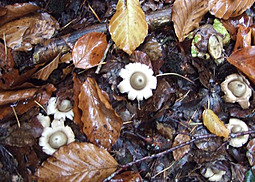 Gewimperter Erdstern