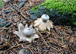 Gewimperter Erdstern