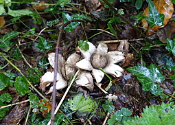 Gewimperter Erdstern