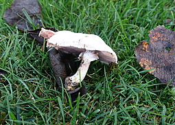 Schiefknolliger Anisegerling