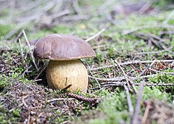 Steinpilz