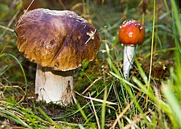 Steinpilz