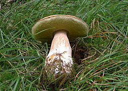 Steinpilz