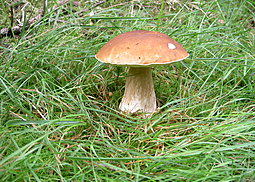 Steinpilz