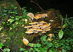 Stockschwämmchen