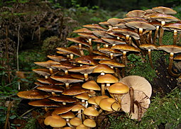 Stockschwämmchen