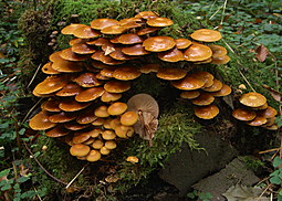 Stockschwämmchen