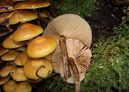 Stockschwämmchen