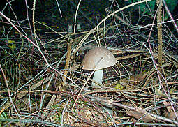 Vielfärbender Birkenpilz