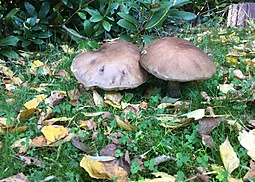 Hainbuchenröhrling