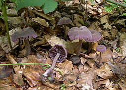 Violetter Lacktrichterling