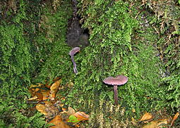 Violetter Lacktrichterling