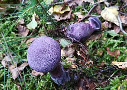 Violetter Schleierling