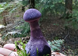 Violetter Schleierling