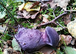 Violetter Schleierling