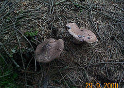 Kleiner Wald-Champignon