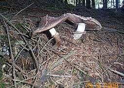 Kleiner Wald-Champignon