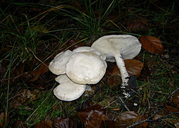Weißer Rasling