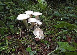 Weißer Rasling