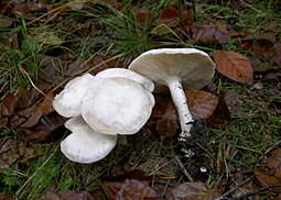 Weißer Rasling