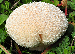 Wiesenstäubling